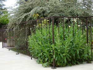 Une clôture métallique avec une plante à l'intérieur.