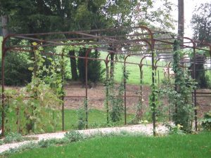 Un jardin avec un treillis en métal rouillé et des vignes.